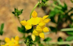 bright yellow wildflower