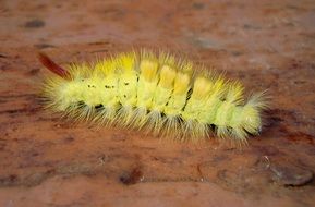 yellow hairy caterpillar closeup