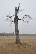 dead tree at fall landscape