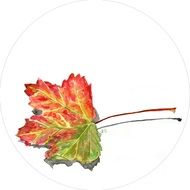 Red green leaf on white surface