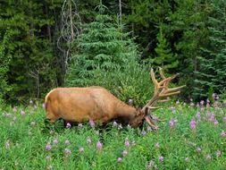 Picture of the wild deer in a forest