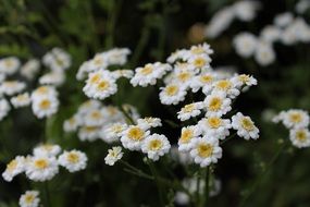 delightful beauty flowers