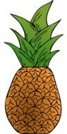 isolated pineapple fruit