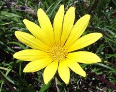 Blooming yellow gazania flower among the grass