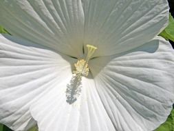 extraordinarily beautiful hibiscus flower