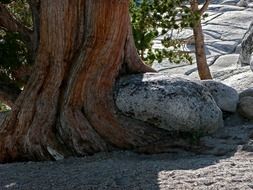 Tree and rocks in a Yosemite national park in California