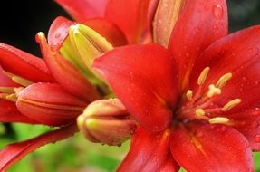 red beautiful lily flower macro