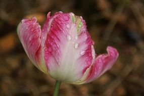 pink tulip in drops of water close-up on a blurred background