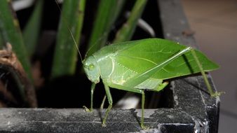 nature insect cat C3 ADdida