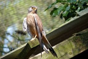 predatory falcon in the wild