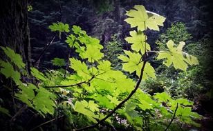 Plants in the woodland in light and shadow