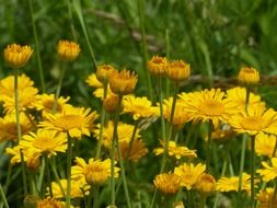 yellow dyer hundskamille meadow