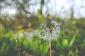 white dandelion flower close