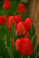 red tulips on display in Holland