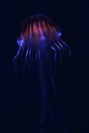 blue purple dangerous glowing jellyfish