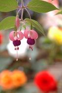 pink purple fuchsia buds in the garden