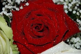 red rose flower with water drops