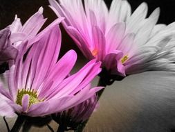 White and pink aster flowers blossom in garden