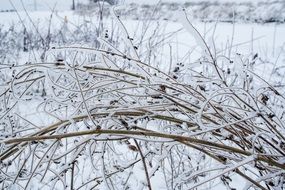 winter bush snow nature frozen