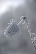 frozen plant on a winter field