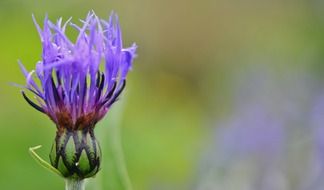lila blue flowers