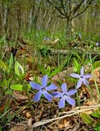 blue primroses on the forest cover