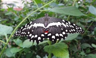 black butterfly on a green stalk