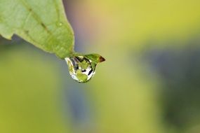 Droping of the water from the leaf