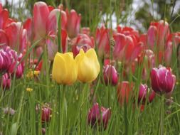 tulip together yellow