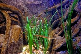 Beautiful green plants in the aquarium with decorations