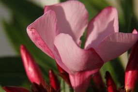 fabulous flower bush