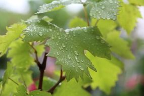 grape leaves in raindrops