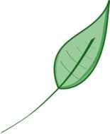 drawing of a thin green leaf