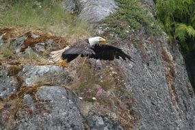 eagle in a wildlife park