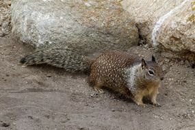 brown marmot with a bushy tail