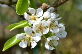 white flowers of pear