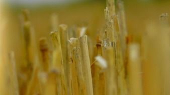 beautiful and delightful straw field