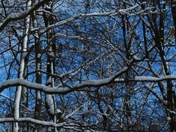 Snowy branches in a forest