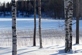 trunks of birches in front of forest at snowy winter