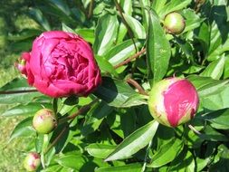 surprising beauty peony