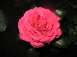 lush pink rose among dark green leaves
