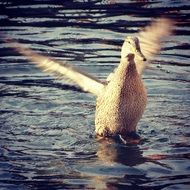 Duck is swimming in the water