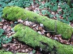 picture of the moss in a forest