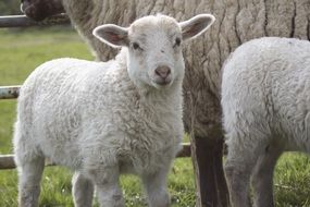 Sheeps on the meadow in Nordfriesland