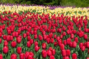 many colorful tulips in spring