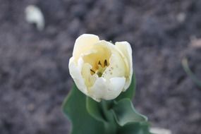 white tulip in the garden