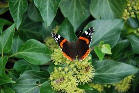 Butterfly and bee on the flowers