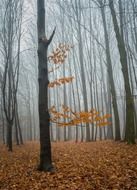 fog at forest autumn nature