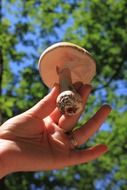 mushroom holding