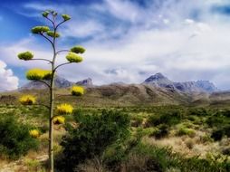 big bend national in the mountains of texas